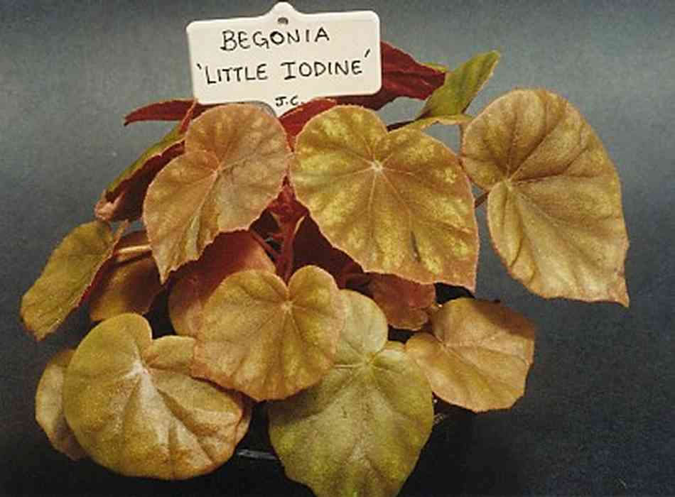 B. ‘Little Iodine’